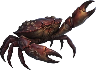 Shore crabs