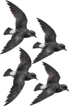 Буревестники